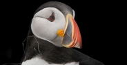puffin_atlantic_msi_h_0853_can0677.jpg
